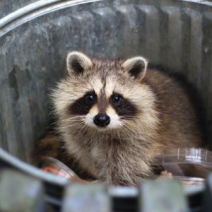 Raccoons