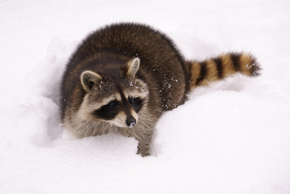 racoon in the snow