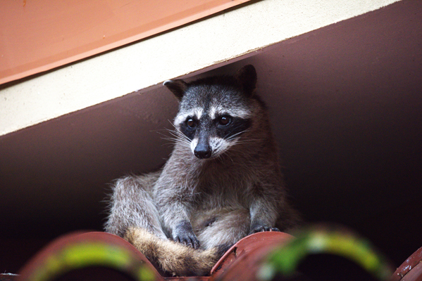 A northern racoon sits on the tiled roof of a building in a forest in Costa Rica.