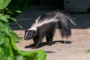 Skunk