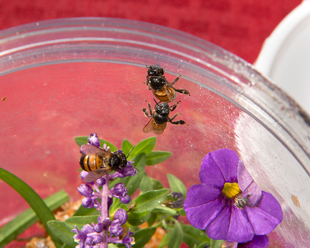 honey bees on a purple flower