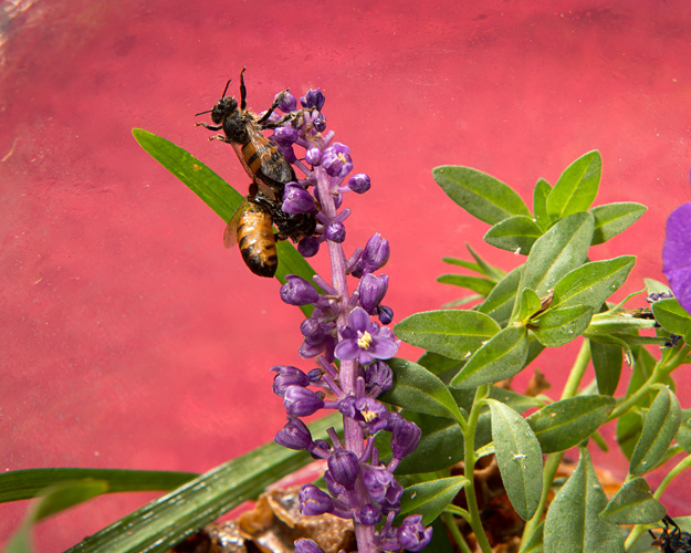honey bees on a purple flower