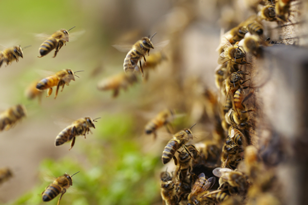 HONEY BEE