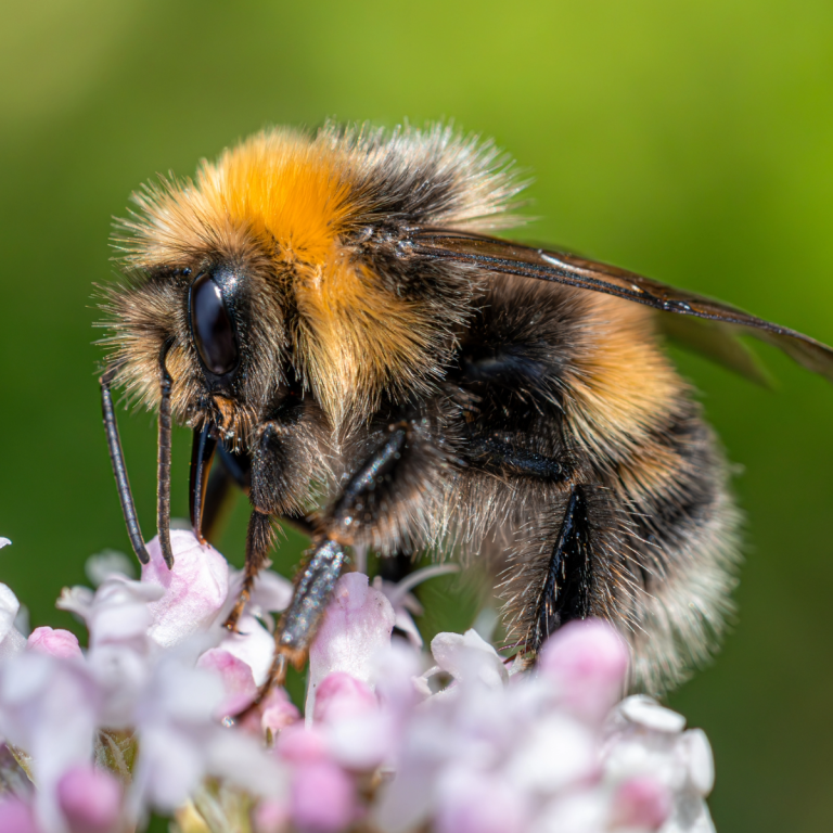 Bumblebee flyingon a pink flower