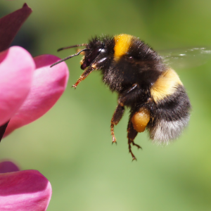 Bumblebee