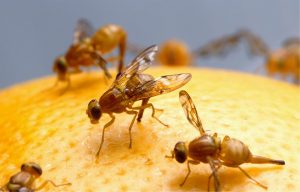 Get Rid of Fruit Flies in 5 Ways | Bug Tip Tuesday