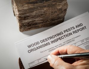 How To Conduct A Proper Termite Inspection