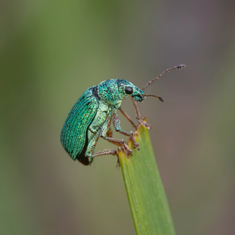 Green Weevil on a green stem