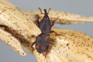 Weevils