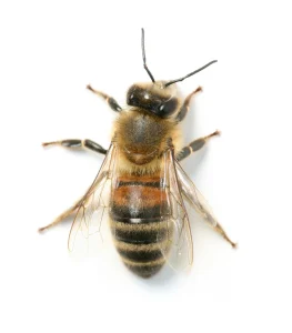 Honeybee isolated on white background