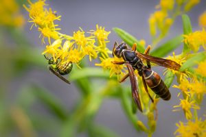 Paper Wasp