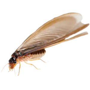 Termite Swarmer