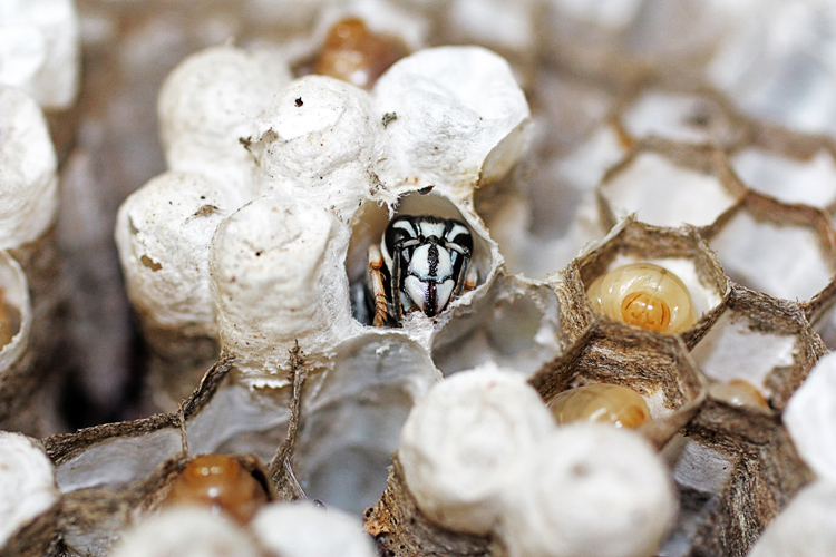 Bald Faced Hornet in a nest/ hive
