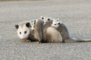 Opossums