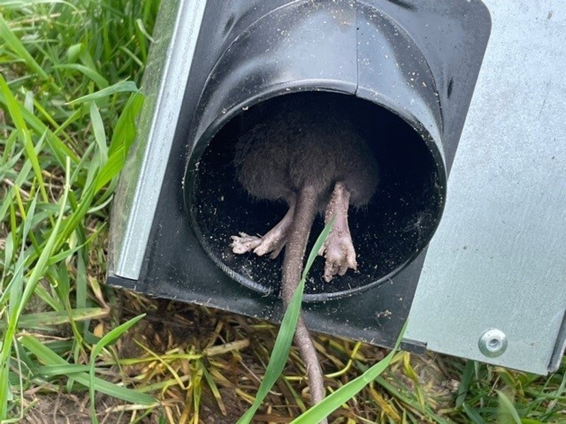 Rodent trapped in a tube