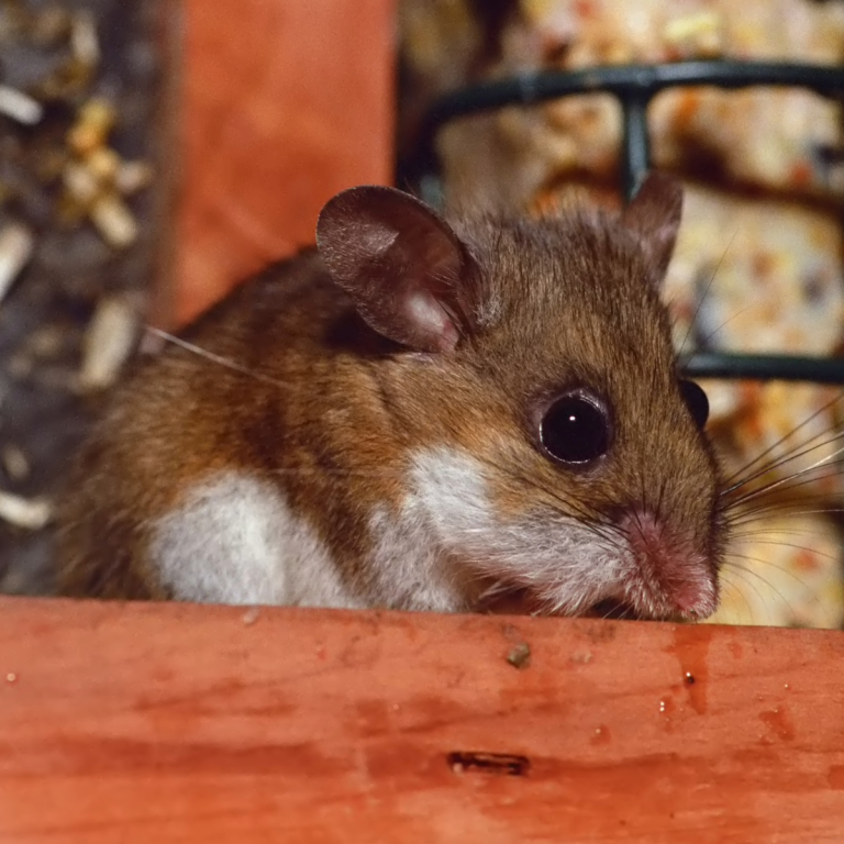 Deer Mouse on a wooden object