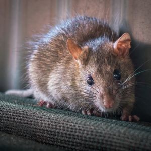 Norway Rats