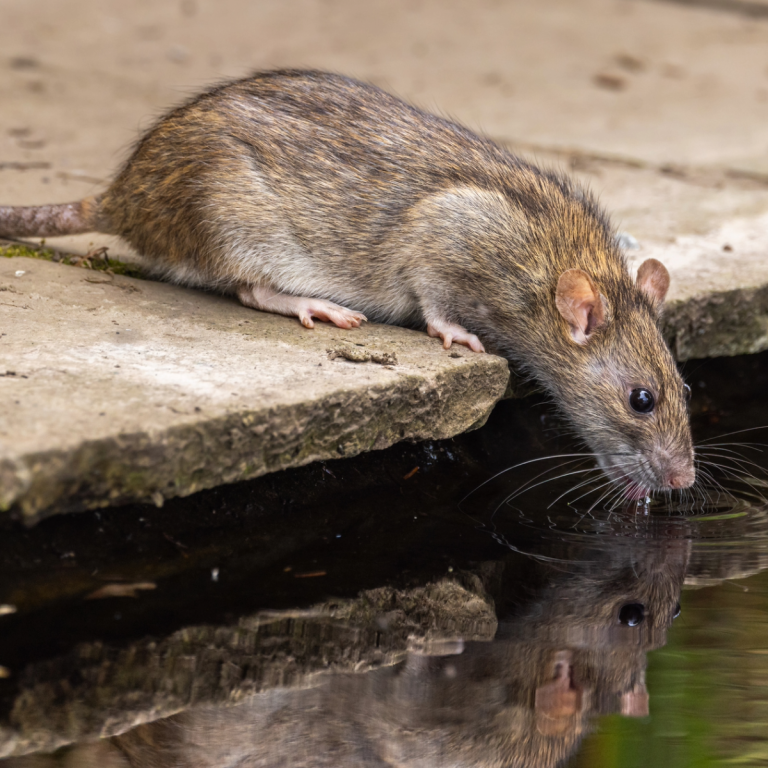 Norway Rat drinking water