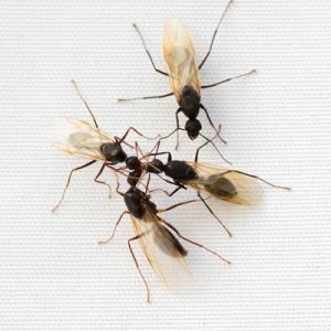 Ant Swarmer