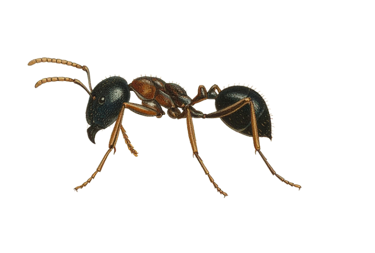 Black ant isolated on white background