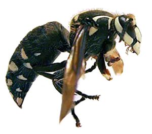 Black and white hornet, side view