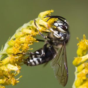 Bald-Faced Hornet