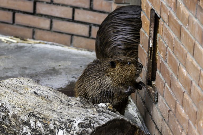 Baby American beaver knocking on the door