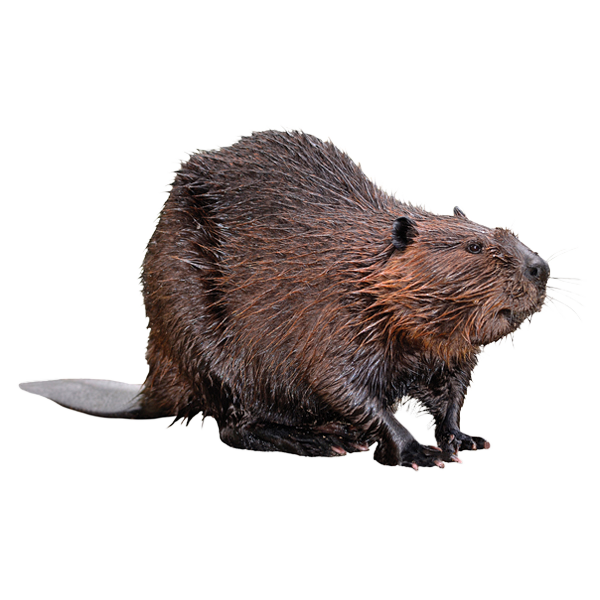 beaver with no background
