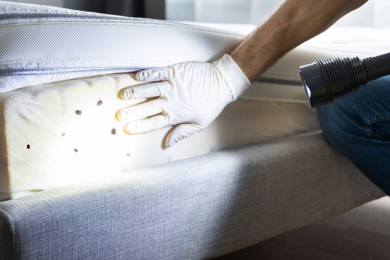Bed Bug Infestation And Treatment Service. Bugs Extermination