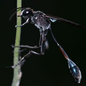 Mud Dauber