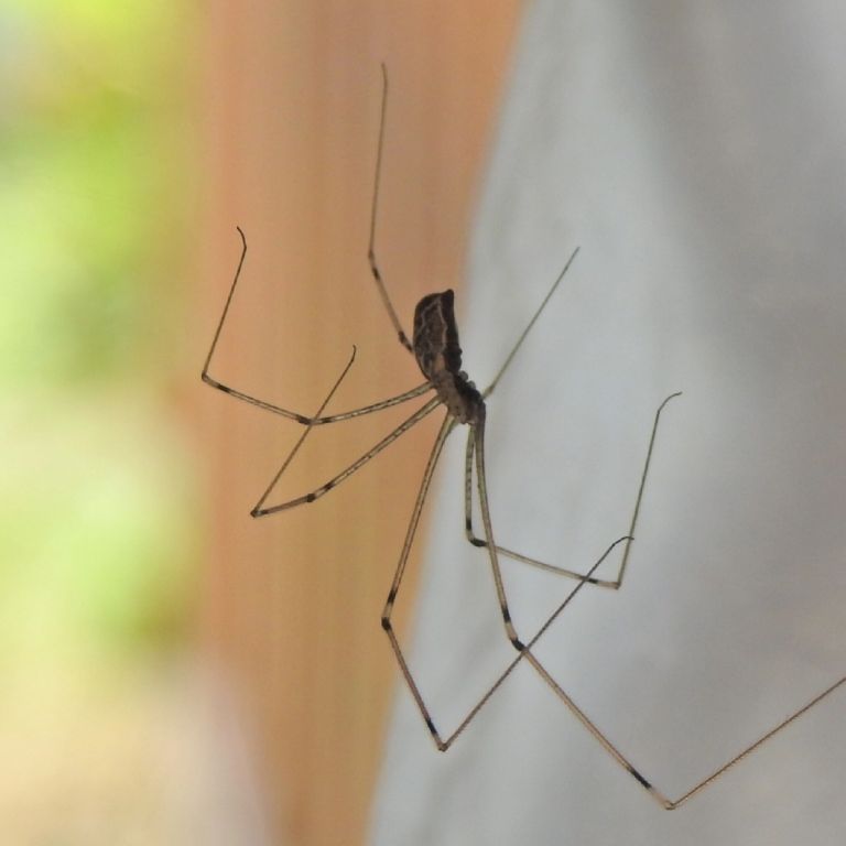 Cellar Spider down