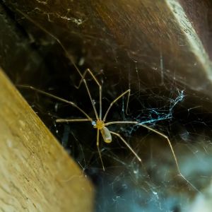 Cellar Spider