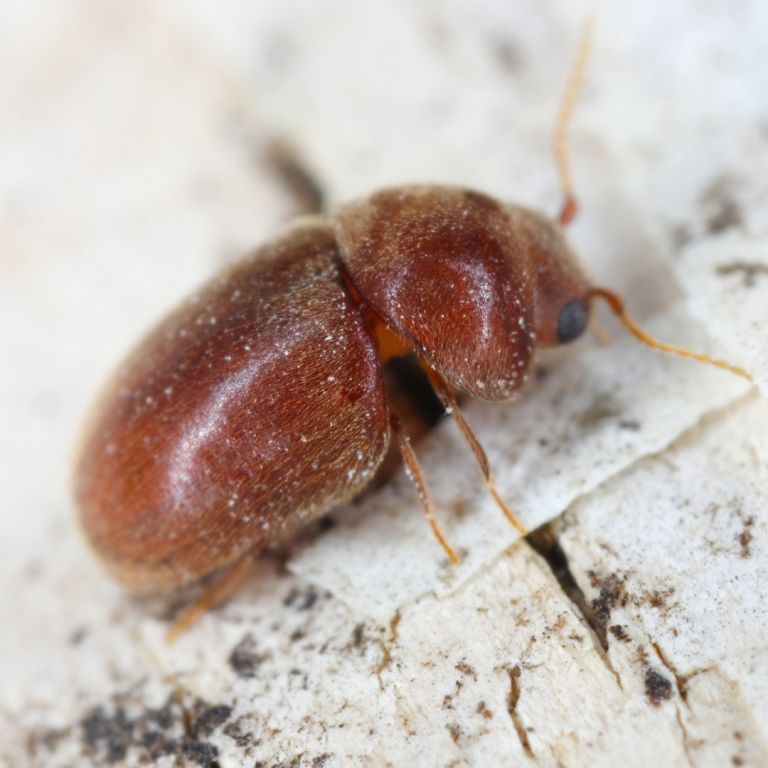 Cig beetle