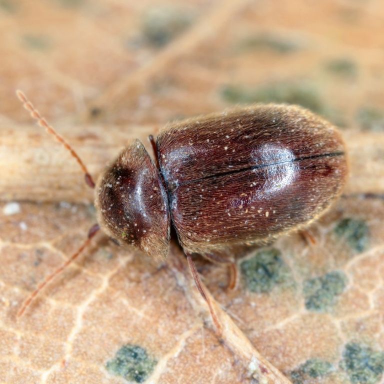 Cig beetle - image 2