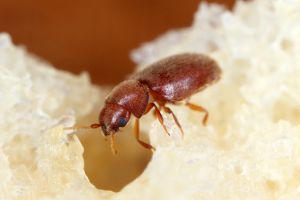 Cigarette Beetle
