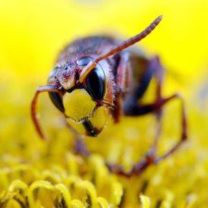 European Hornet