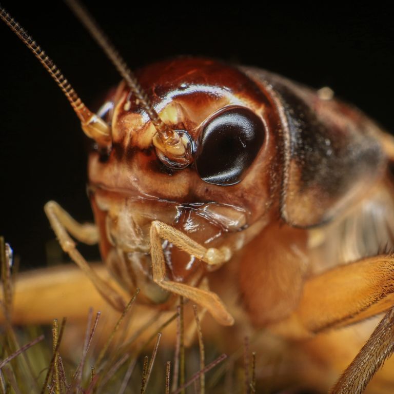 Close-up of Jerusalem cricket face and mandibles.