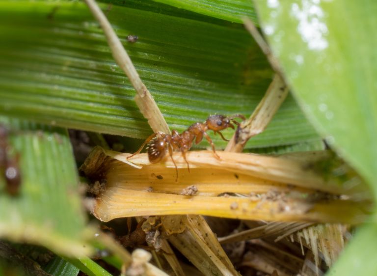 a close up of an ant on a piece of grass