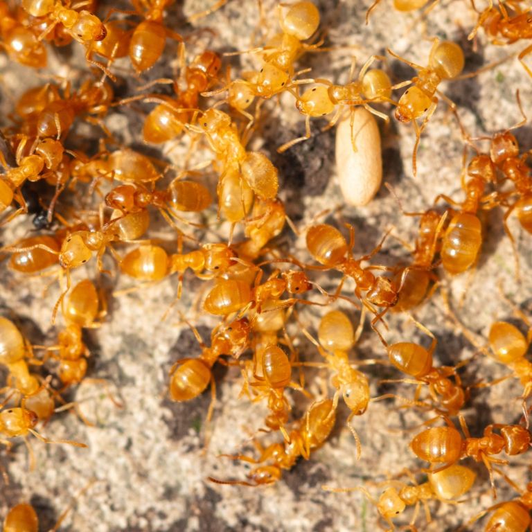 group of crazy ants