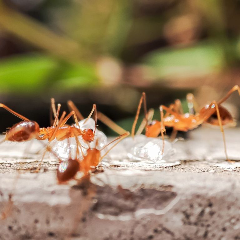 crazy ants on the ground