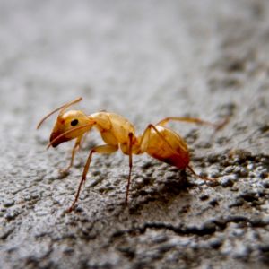 Crazy Ant