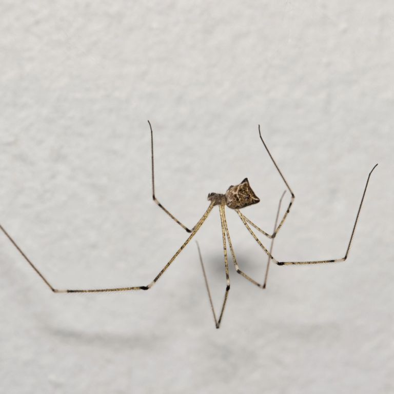 daddylong spider upside down