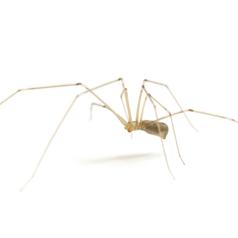 Daddy Long Leg spider on indoor surface.