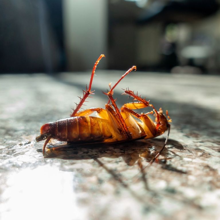 Cockroach on metallic kitchen surface