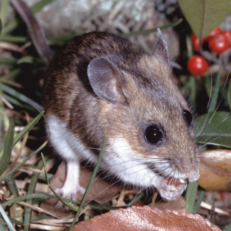 deer mouse outside in a garden eating