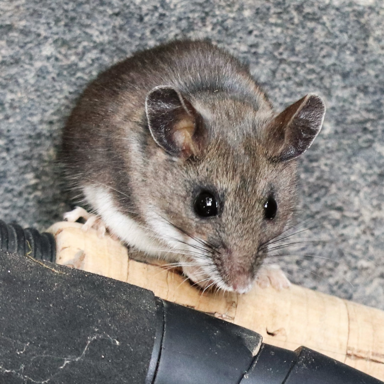 Gray mouse indoors on a pipe