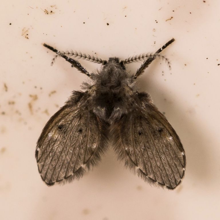 Dirtydrainmoth