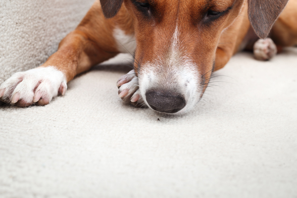 Curious dog with ant inside home.