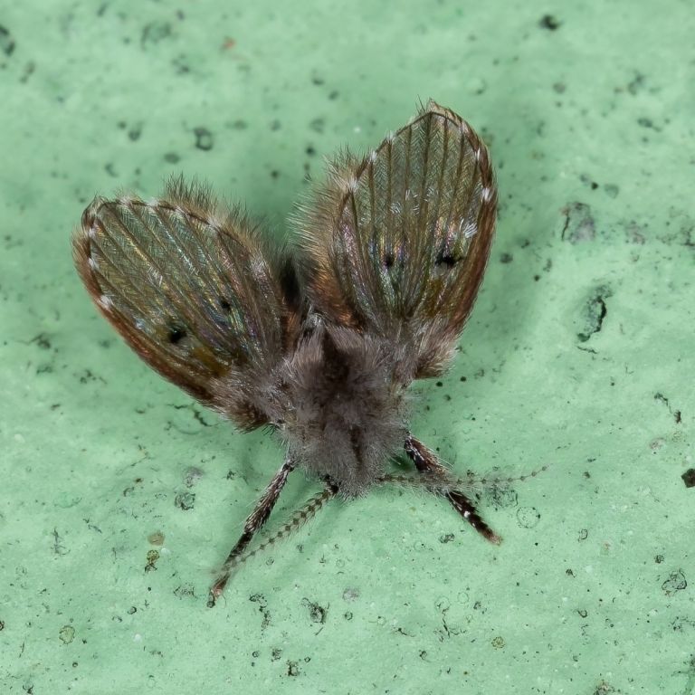 Drain moth green