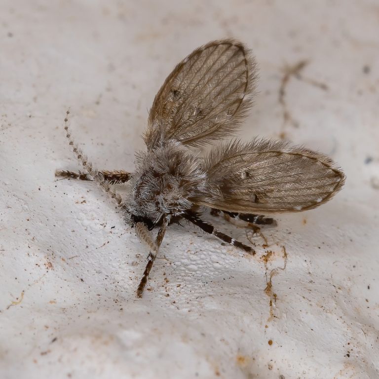 Drainmoth
